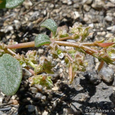 Calyptridium monandrum Çiçek