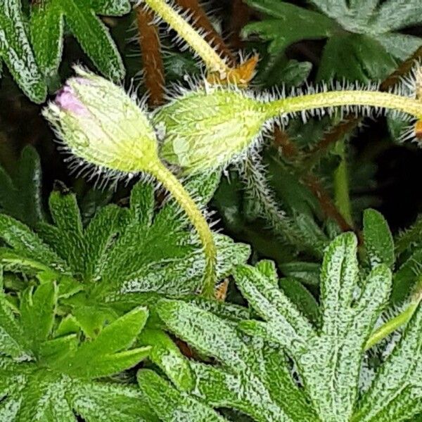 Geranium sanguineum Flor