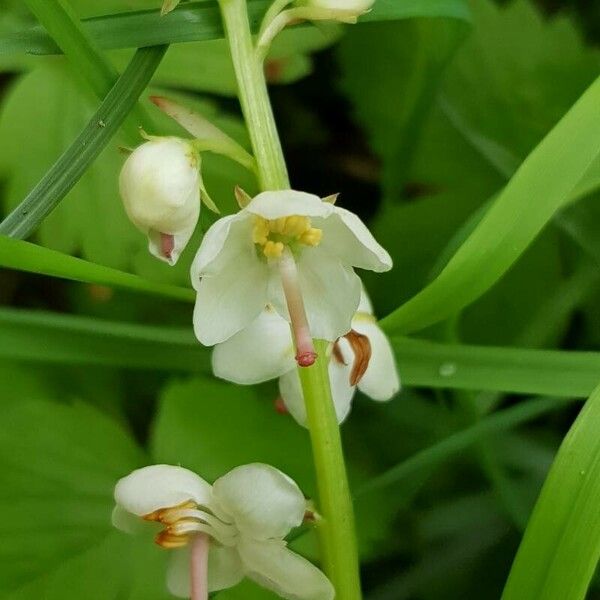 Pyrola rotundifolia Floare