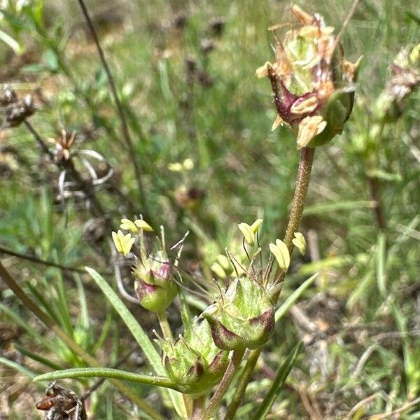 Plantago sempervirens Flower