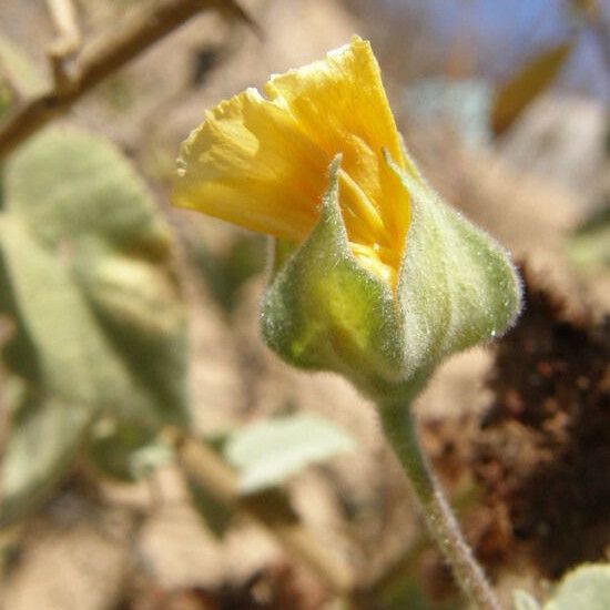 Abutilon abutiloides Fiore