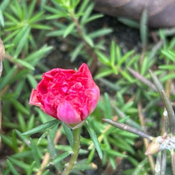 Portulaca pilosa Kvet