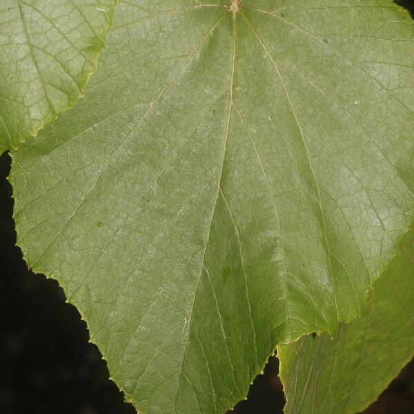 Vitis tiliifolia Levél