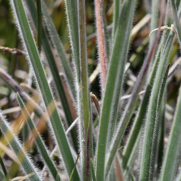 Koeleria macrantha Folha