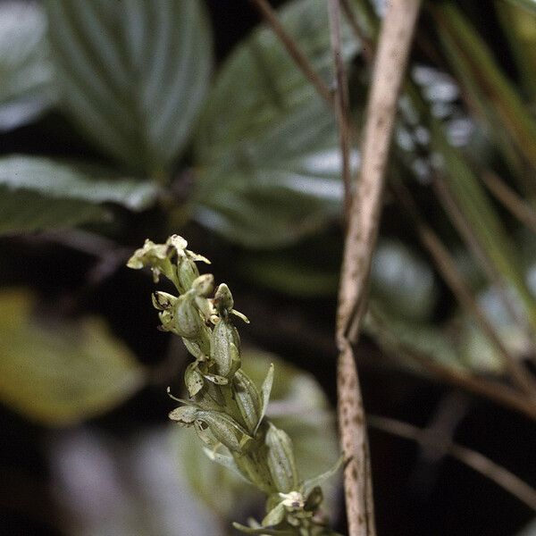 Platanthera aquilonis Habitat