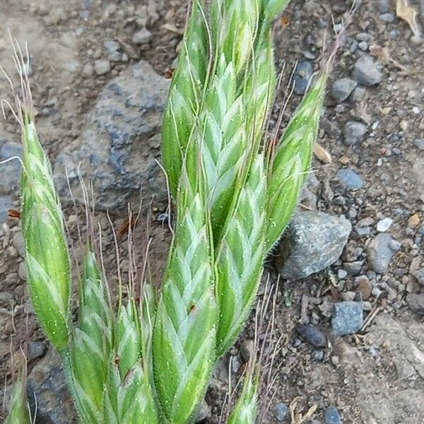 Bromus hordeaceus Cvet