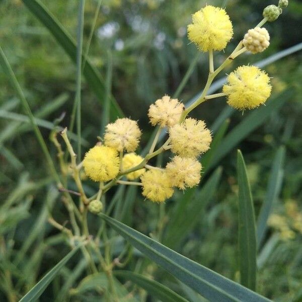 Acacia retinodes Кветка