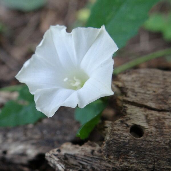 Distimake quinquefolius Blodyn