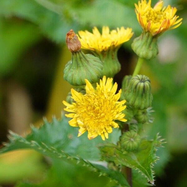 Sonchus asper Flower