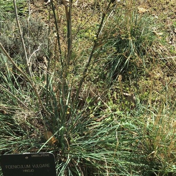 Juncus effusus Foglia