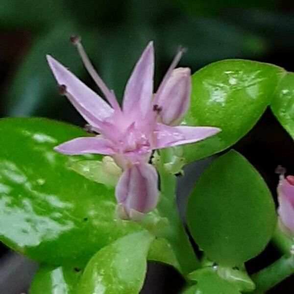 Hylotelephium erythrostictum 花