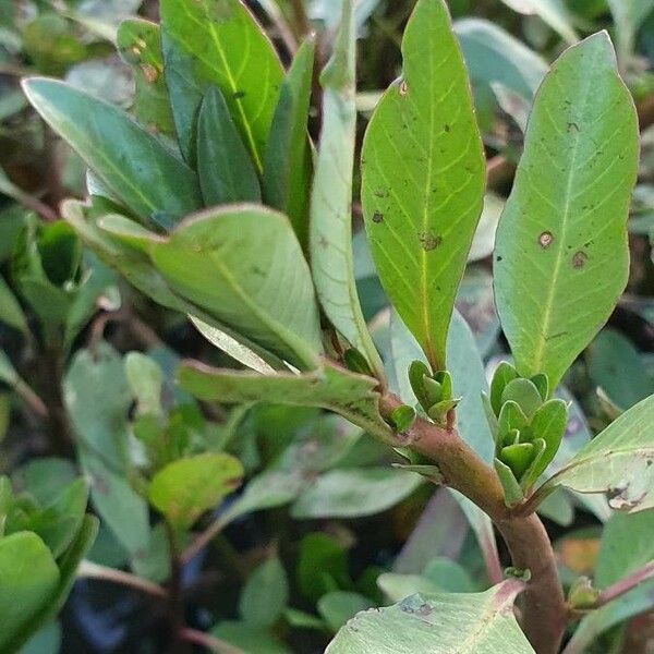 Ludwigia adscendens 葉