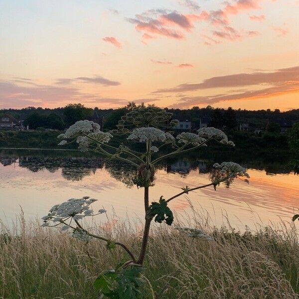 Heracleum mantegazzianum Fiore