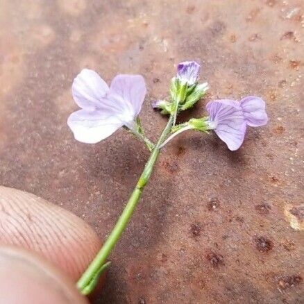 Claytonia virginica Blomma