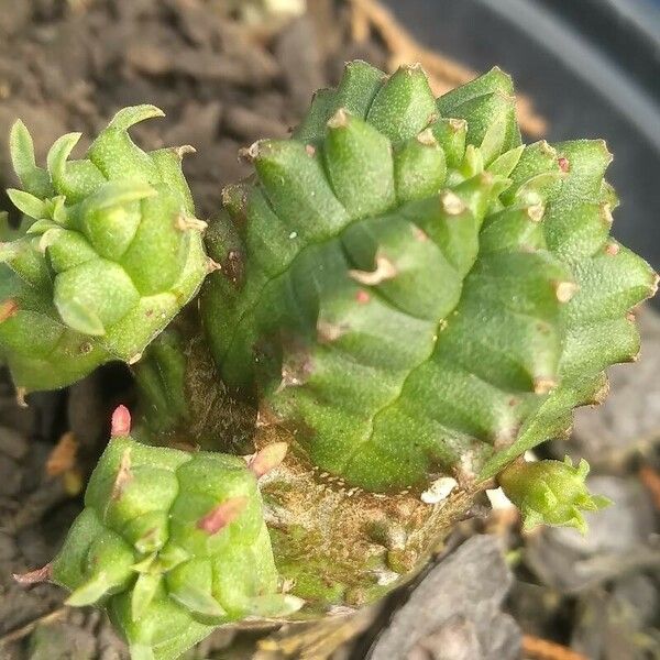 Euphorbia globosa 葉