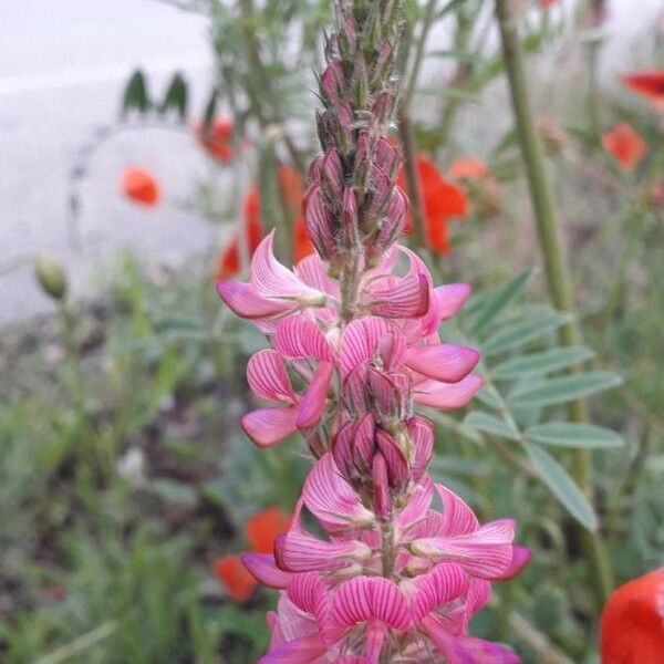 Onobrychis viciifolia 花