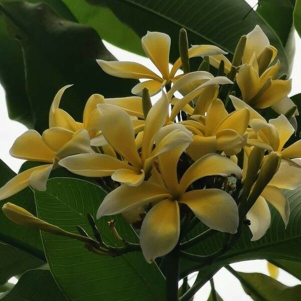 Plumeria rubra Flower