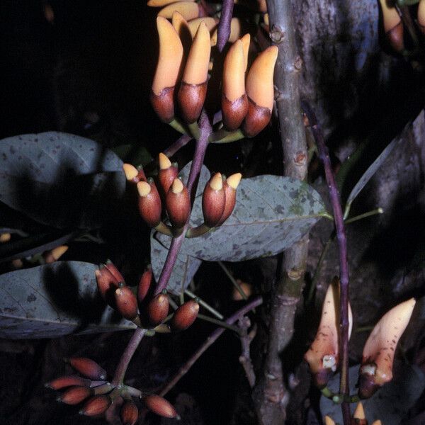 Erythrina fusca फूल