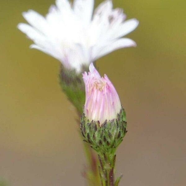 Symphyotrichum subulatum Цвят