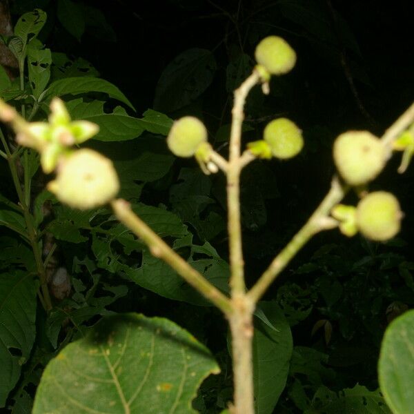 Croton billbergianus Плод