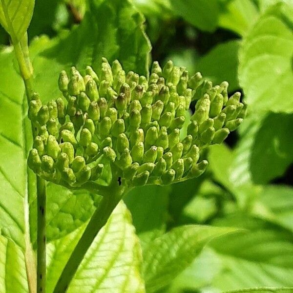 Cornus sericea 花