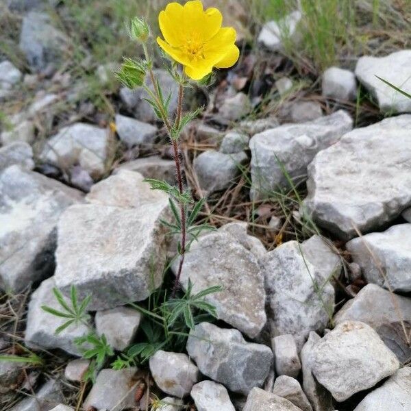 Potentilla hirta Цвят