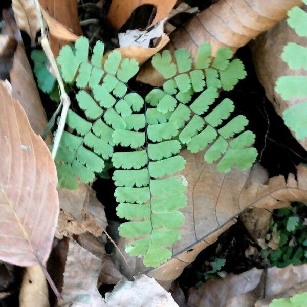 Adiantum pedatum Φύλλο