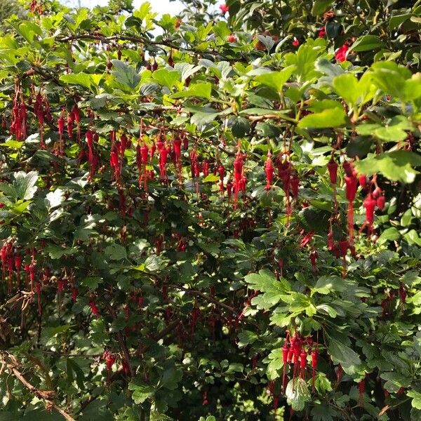 Ribes speciosum Frunză