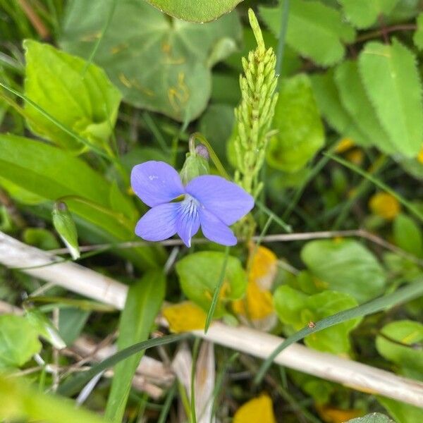 Viola adunca Fiore