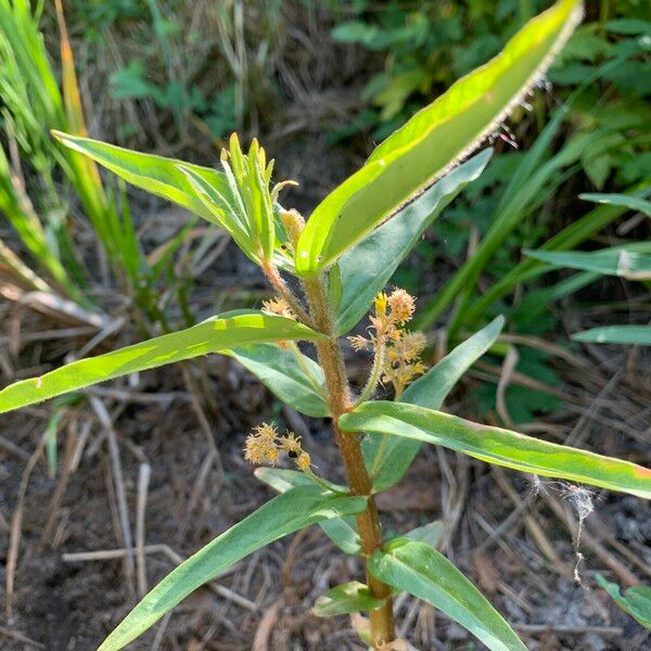 Lysimachia thyrsiflora Květ