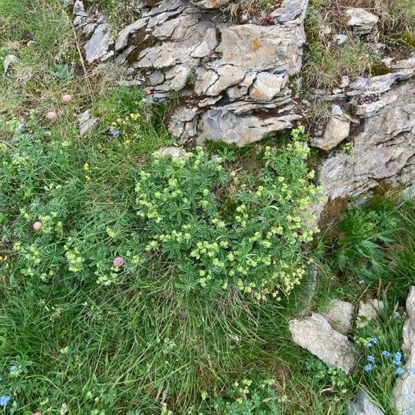 Alchemilla alpigena Lehti