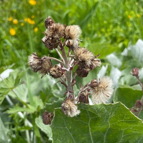 Petasites paradoxus Meyve