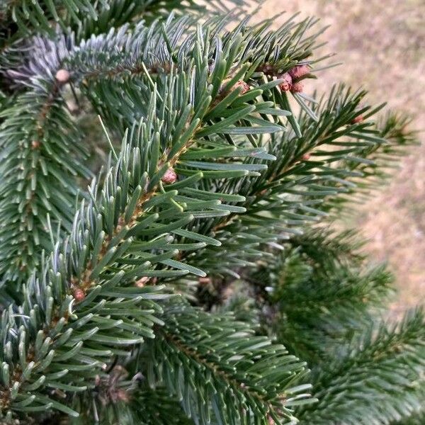 Abies nordmanniana Folha