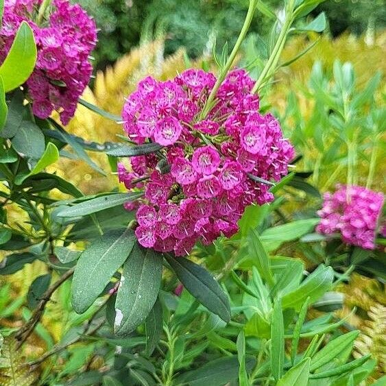 Kalmia angustifolia Virág