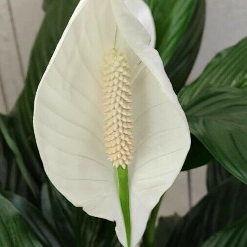 Spathiphyllum wallisii Flower