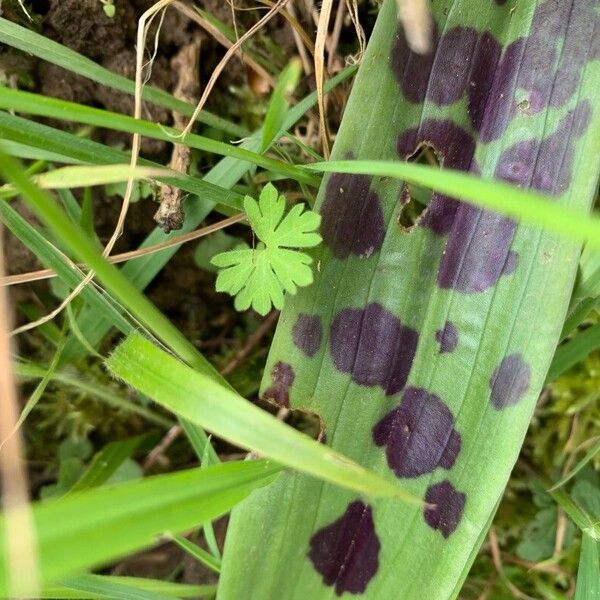 Orchis mascula Foglia