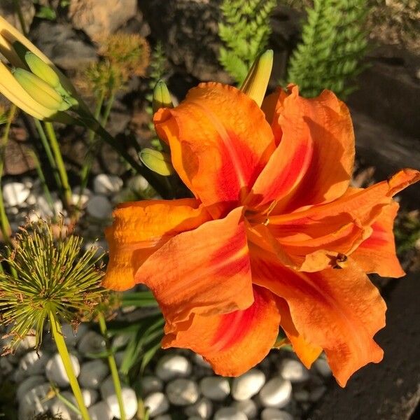 Hemerocallis fulva Çiçek