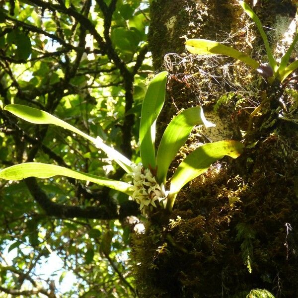 Angraecum bracteosum Plante entière