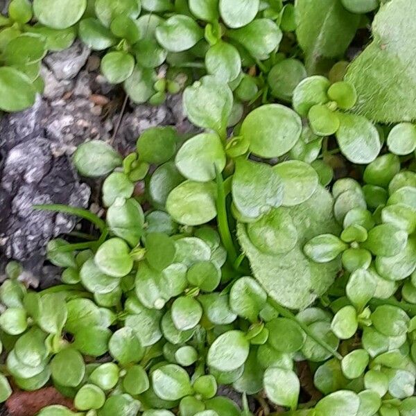 Polycarpon tetraphyllum ᱥᱟᱠᱟᱢ