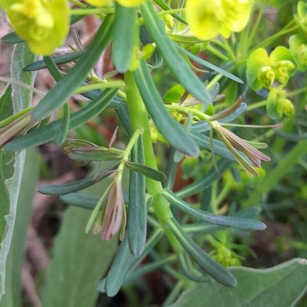 Euphorbia cyparissias Folio