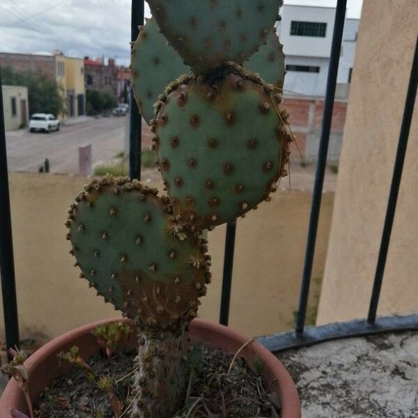 Opuntia macrocentra List