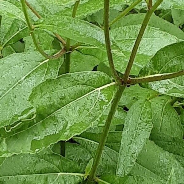 Helianthus × laetiflorus बार्क (छाल)