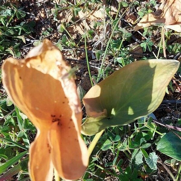 Arum pictum Leaf