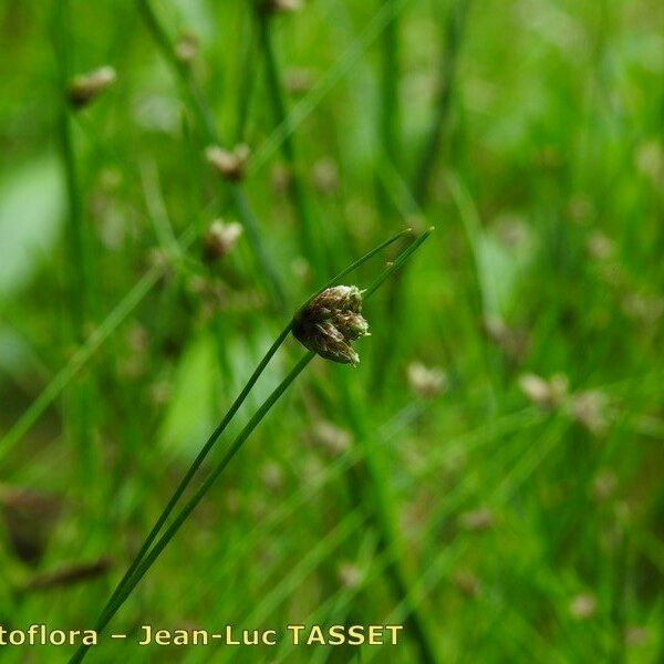 Isolepis setacea Flower