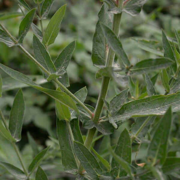 Lythrum salicaria 葉