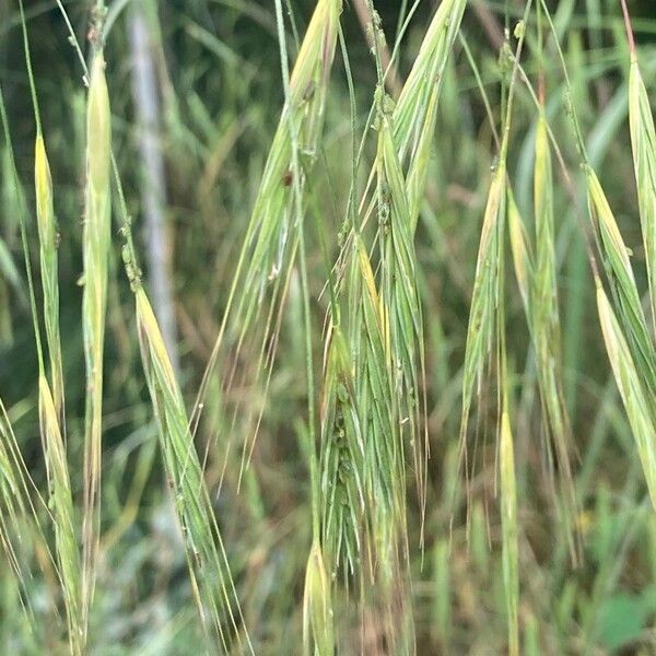 Bromus sterilis Kwiat