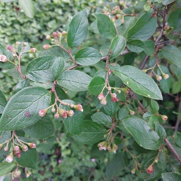 Cotoneaster acutifolius Levél