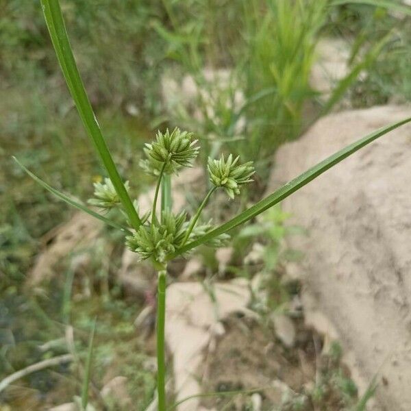 Cyperus eragrostis Flors