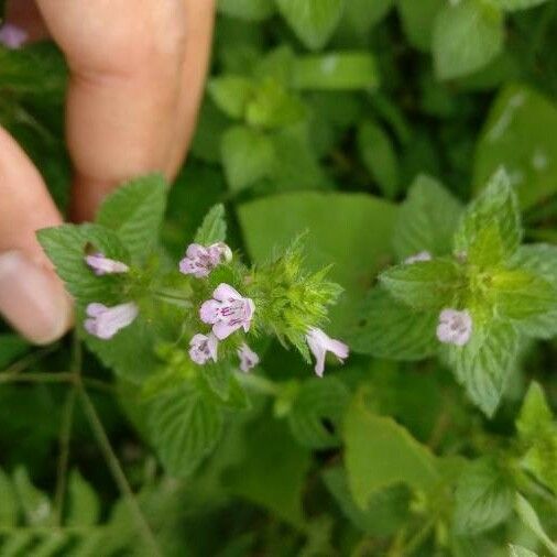 Clinopodium vulgare Flower