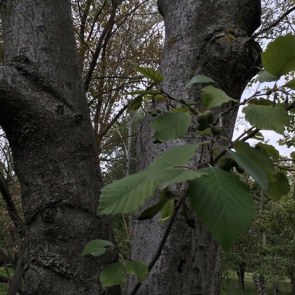 Alnus incana Ліст